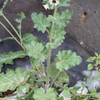 hyoscyamus_albus3md