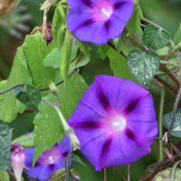 ipomoea_purpurea5md