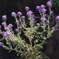 Matthiola maderensis (Giroflée de Madère)