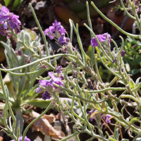 matthiola_maderensis2md