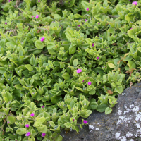 Mesembryanthemum cordifolium (Ficoïde à feuilles en coeur, Apténie à feuilles en coeur, Apténia)