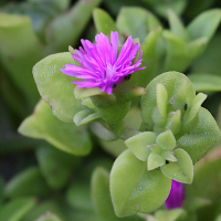 mesembryanthemum_cordifolium3bmd