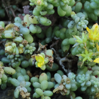 Sedum nudum (Orpin, Sédum)