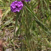 Verbena rigida (Verveine rugueuse)