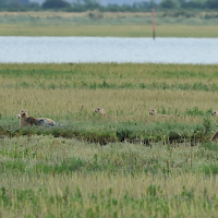 phoca_vitullina_colonie_baie_des_veysbd