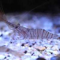 palaemon_serratus4md