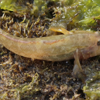 potamoschistus_minutus2bd
