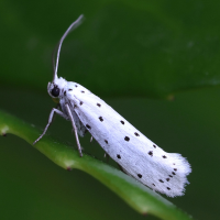 yponomeuta_padella5md (Yponomeuta padella)