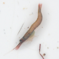 Praunus flexuosus (Crevette caméléon)