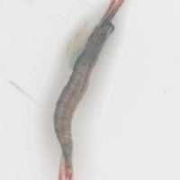 praunus_flexuosus2md