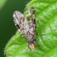 tephritis_vespertina1bd (Tephritis vespertina)