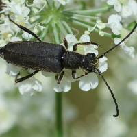 anastrangalia_dubia1bd (Anastrangalia dubia)