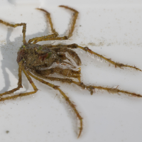 macropodia_rostrata7md (Macropodia rostrata)