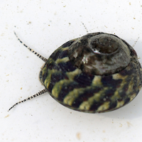 steromphala_pennanti4md (Steromphala pennanti)