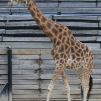 giraffa_camelopardalis_peralta3md