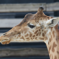 giraffa_camelopardalis_peralta4md