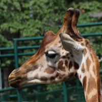giraffa_camelopardalis_camelopardalis1bd