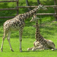 giraffa_camelopardalis_camelopardalis2md