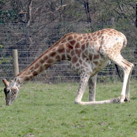 giraffa_camelopardalis_peralta2bd