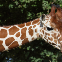 giraffa_reticulata2md