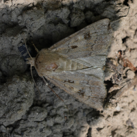 agrotis_exclamationis2bd (Agrotis exclamationis)