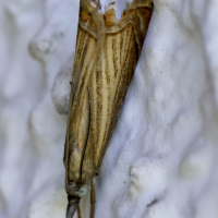 chrysoteuchia_culmella6md (Chrysoteuchia culmella)