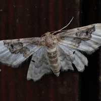 idaea_rusticata7md