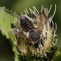 megachile_willughbiella2md (Megachile willughbiella)