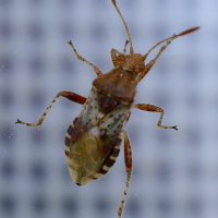 rhopalus_subrufus3md (Rhopalus subrufus)