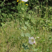 alcea_rosea6md (Alcea rosea)