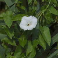 convolvulus_sepium1md (Convolvulus sepium)