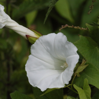 convolvulus_sepium2md (Convolvulus sepium)