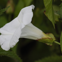 convolvulus_sepium3md (Convolvulus sepium)
