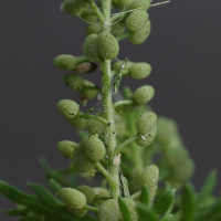 lepidium_didymum6md (Lepidium didymum)