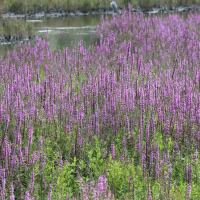lythrum_salicaria4md