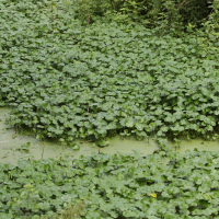 Hydrocotyle ranunculoides (Hydrocotyle fausse-renoncule)