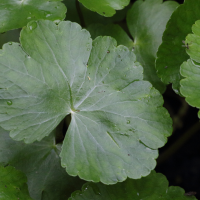 hydrocotyle_ranunculoides5md