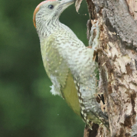 pic_vert_-_picus_viridis13bd (Picus viridis)