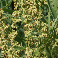 rumex_hydrolapathum4md (Rumex hydrolapathum)
