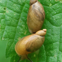 succinea_putris6bd (Succinea putris)