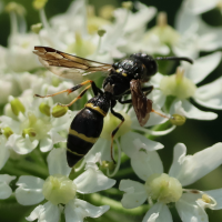 symmorphus_sp1bd (Symmorphus sp)