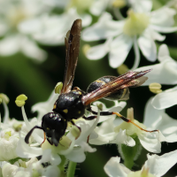 symmorphus_sp2bd (Symmorphus sp)