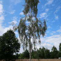 betula_pendula10md