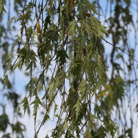 betula_pendula11md