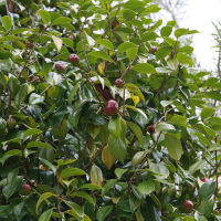 camellia_japonica8md (Camellia japonica)