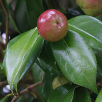 camellia_japonica9md (Camellia japonica)