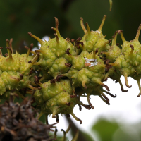 liquidambar_formosana3md