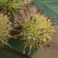 liquidambar_formosana4md
