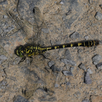 onychogomphus_forcipatus4md