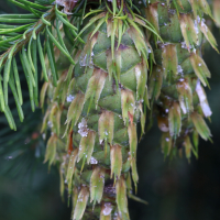 pseudotsuga_menziesii6md (Pseudotsuga menziesii)